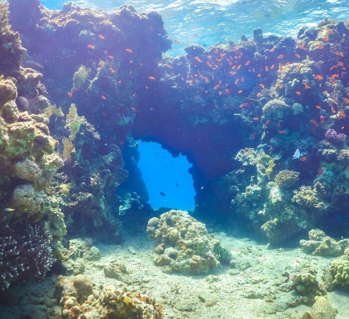 an arch of corals at the caves dive site in eilat israel