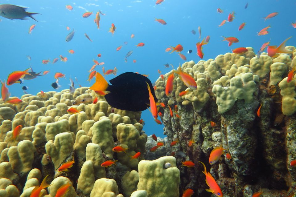 דג-נתחן-כחול-ופזיות-ים-סוף yellow coral with deifferent kinds of fish at the red sea