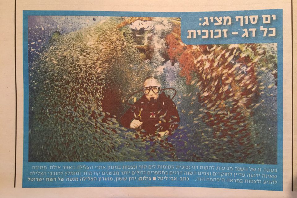 כתבה על דגי הזכוכית בסטי"ל בשת,פ עם מנטה