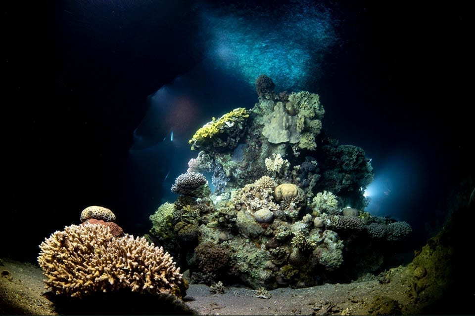 Underwater photo of coral during Night Diver Speciality in Eilat
